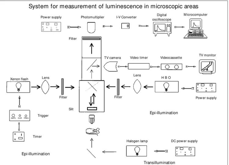 Figure 1 - Schematic diagram of the system used to measure fluorescence and phosphorescence in vitro and in vivo