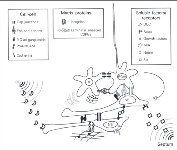 Figure 2. Summary scheme of confirmed and putative  mol-ecules governing cell migration in the subventricular zone/rostral migratory stream (SVZ/RMS) from birth to adulthood