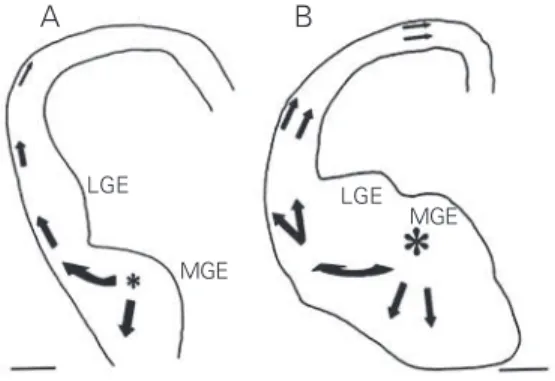 Figure 2. Camera lucida drawings of coronal sections through part of the rat forebrain after placement of DiI crystals in the medial ganglionic eminence (MGE) at E14 (A) and E16 (B)