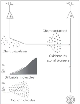 Figure 1. Axonal guidance mechanisms in the developing nervous system. Chemoattraction Guidance by axonal pioneersChemorepulsion Diffusible molecules Bound molecules