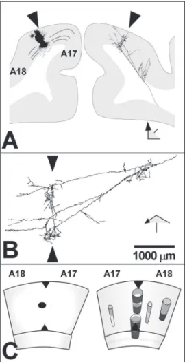 Figure 1. Callosal axon with a divergent termination pattern in the cat visual cortex
