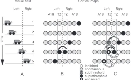Figure 2. Subthreshold heterotopic callosal inputs could pre-activate selected cortical neurons