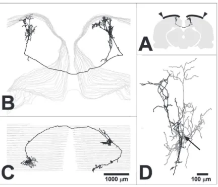Figure 3. Callosal neuron within the representation of the peripheral visual field in rat A17.