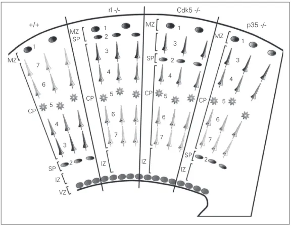 Figure 5. Cortical organization in some mutants of cortical cell  mi-gration. +/+, normal mouse; rl -/-, reeler mouse; Cdk5 -/-,  cyclin-de-pendent kinase 5; p35 -/-, p35 mutant