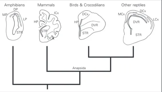 Figure  1  indicates  a  family  tree,  or  cla- cla-dogram of different vertebrates, together with a diagram of their cerebral hemispheres