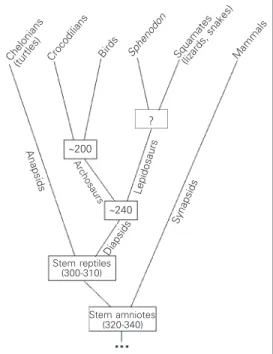 Figure 1. Simplified evolution of the amniote lineages that led to living mammals, reptiles and birds