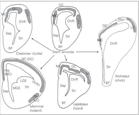 Figure 2. Overview of cortical organization in the different amniotes, with inference of an ancestral pattern in stem amniotes