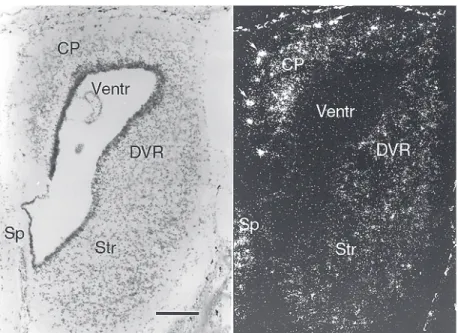 Figure 4. Reelin mRNA expression in the turtle embryonic cortex. Bright and dark field view of a coronal section through a turtle embryo (Emys orbicularis)
