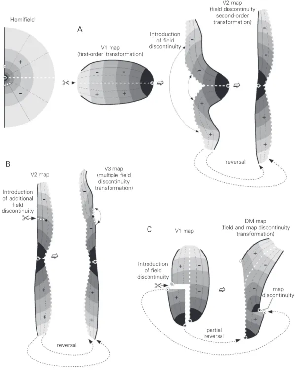 Figure 2. Different types of visuotopic map can be seen as topological transformations of the V1 map