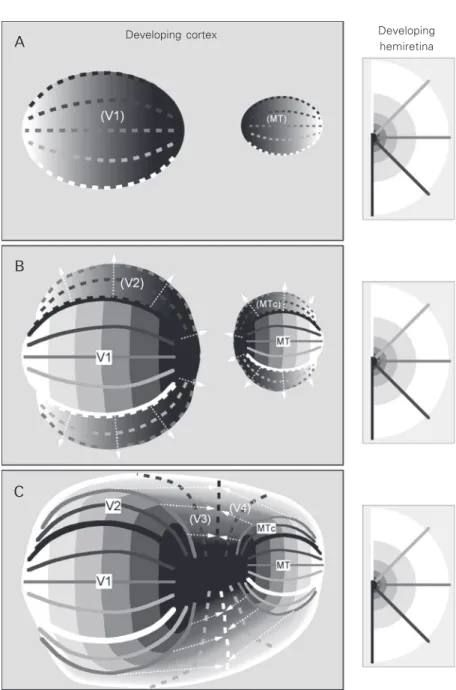 Figure 4. Schematic view of the development of visuotopic maps according to the