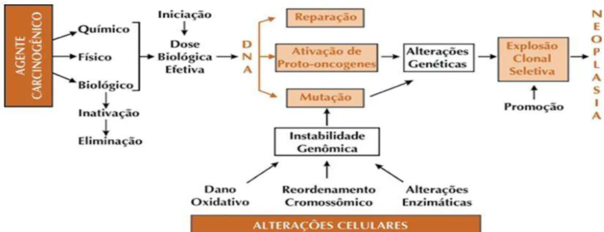 Figura 1: Etapas da carcinogênese (adaptado de INCA, 2002)  