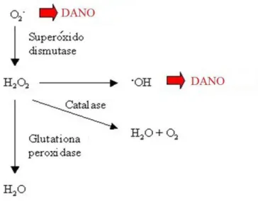 Figura 3: Defesa antioxidante enzimática exercida pelas enzimas SOD, CAT e GSH-Px. 