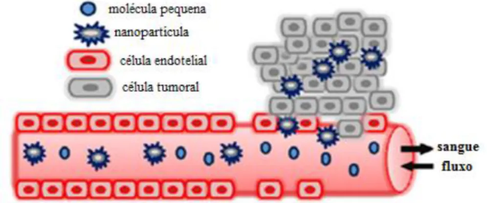 Figura 10. Vectorização passiva mediada pelo efeito EPR. A vasculatura dos tecidos normais  é revestida por células endoteliais, impedindo o extravasamento de NPs