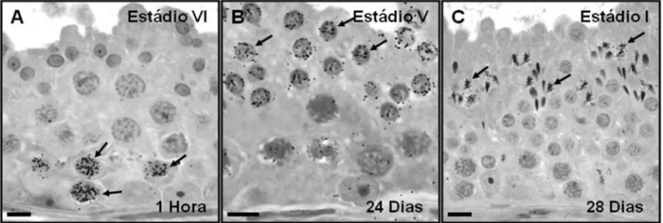 Fig. 2 – Células germinativas mais avançadas marcadas (setas) encontradas nos diferentes períodos de  tempo após a marcação pela timidina triciada em jaguatirica: (A) uma hora após a injeção, espermatócito  em fase de pré-leptóteno/leptóteno presente no in