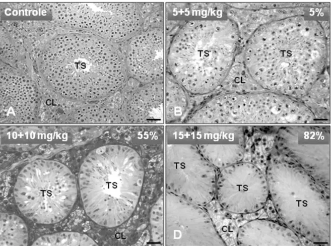 Figura 3. Secções transversais de túbulos seminíferos (TS) de gatos controle (A) e tratados com diferentes  doses (5+5, 10+10 e 15+15 mg/kg de peso corporal) de busulfan (B-D) e orquiectomizados 40 dias após a  primeira injeção