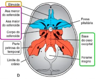 Figura  1  -  Origem  embriológica  da  base  craniana  anterior  (azul)  e  posterior  (vermelho)