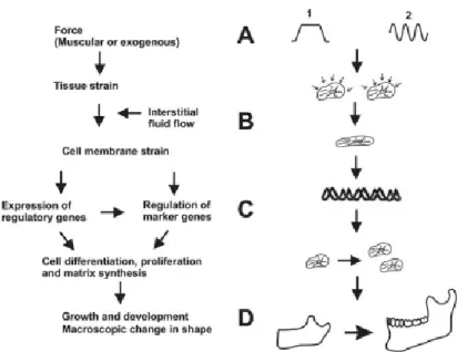 Figura 3 - Teoria epigenética do crescimento e desenvolvimento. Adaptada de Mao &amp; Nah (2004) 