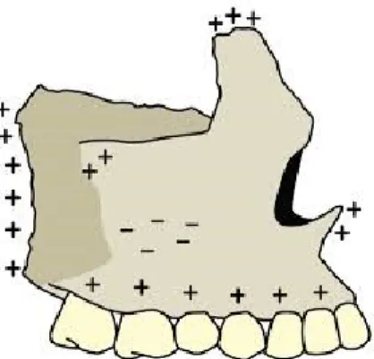 Figura 5 - Zonas de aposição e reabsorção da maxila. Adaptada de Pinzan et al. (2006 ) 