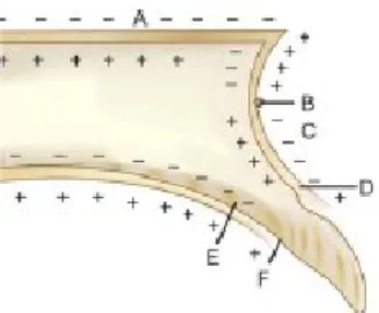 Figura 6 - Padrão de remodelação ósseo da superfície anterior da maxila. Adaptada de Premkumar (2011) 