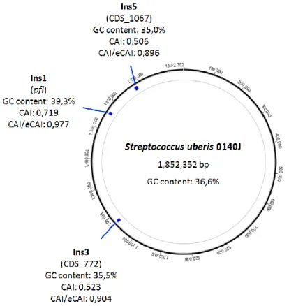 Figure  3.  Genome  map  of  Streptococcus  uberis  0140J  with  genome  coordinates  (bp)  and  selected  DNA  signatures  (blue)