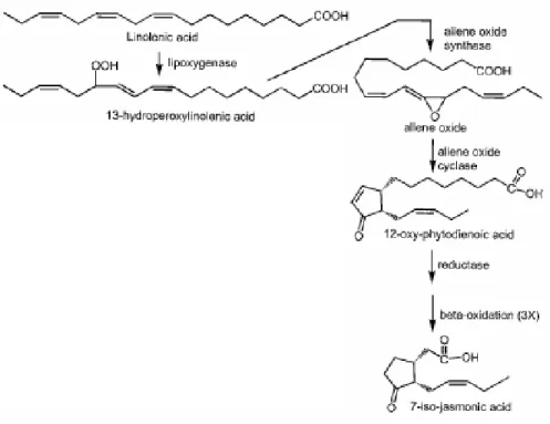 Figura 1. Rota bioquímica do ácido jasmônico. (Modificado de PARÉ e TUMLINSON, 1999). 