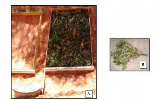 FIGURA 12 – Foto A: Método C  (Serrapilheira); Foto B: Feixe empregado   no Tratamento Serrapilheira 