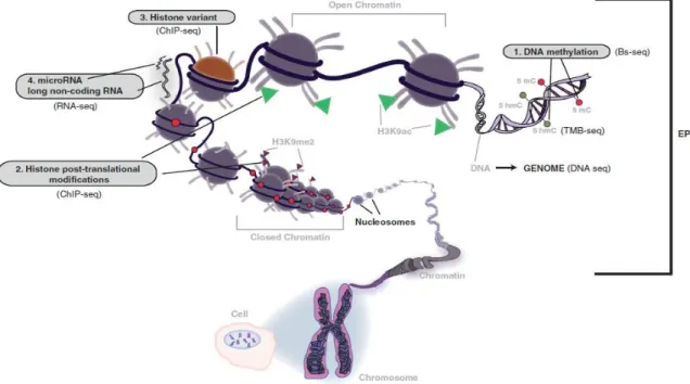 Figure 7 - Four distinct mechanisms of epigenetic regulation  19 . 