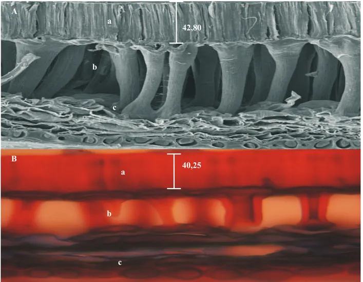 Figura  1.  Comparação  da  espessura  (mm)  das  camadas  de  células  paliçádicas  (A)  de  sementes  de  soja,  obtida  por  microscopia eletrônica de varredura, com a espessura de lignina (B), obtida por microscopia de luz do híbrido B x 1