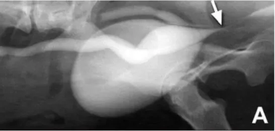 Figure 8 – PCC and IVU showing bilateral, dilated extramural EU and its pathway past the bladder trigone   (arrow) (Adapted from Cannizzo et al., 2003)