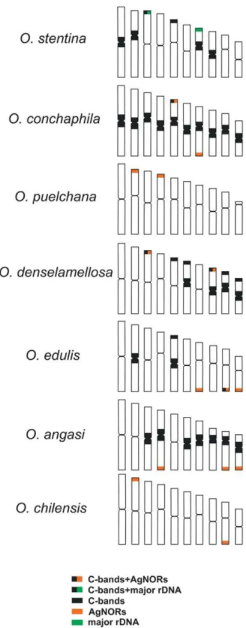 Figure  3.  This ﬁgure  presents  a  compilation  of all  the  data  obtained  for  banding  of  the  O