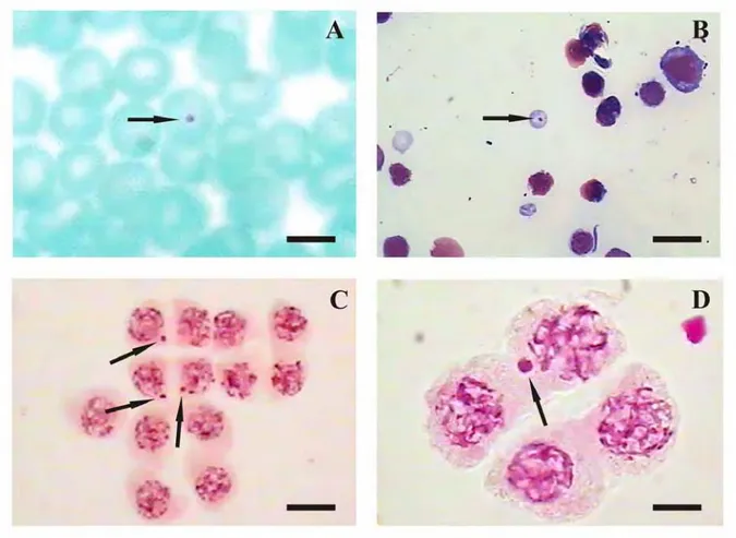 Figura 4 – Micronúcleos observados em células sanguíneas de camundongo e de células mãe de  grão de pólen de Tradescantia pallida