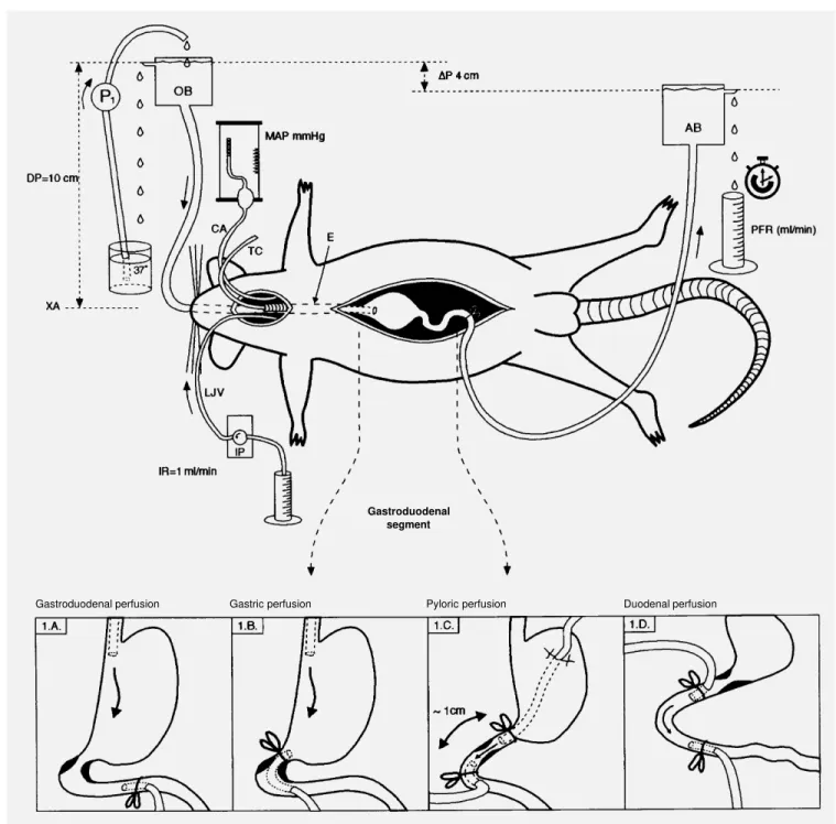 Figure 1 - Schematic representation of the communicating vessel system designed to perfuse at a constant pressure the gastroduodenal segment as a whole and its gastric, pyloric and duodenal portions in anesthetized rats