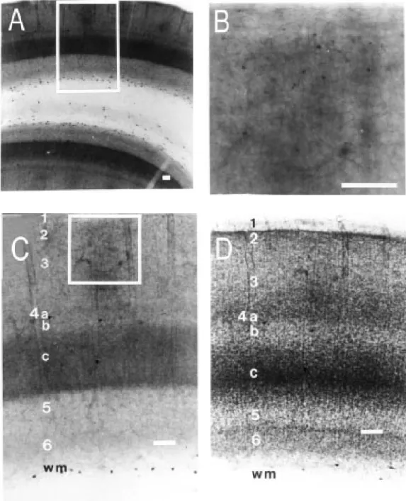 Figure 1 - Parasagittal section through area 17 of a squirrel monkey processed for NADPH-diaphorase activity and then stained with cresyl violet