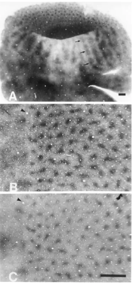 Figure 2 - Tangential sections through opercular supra- supra-granular layers of V1.  A, Low magnification  photomi-crograph of a tangential section reacted for NADPH diaphorase