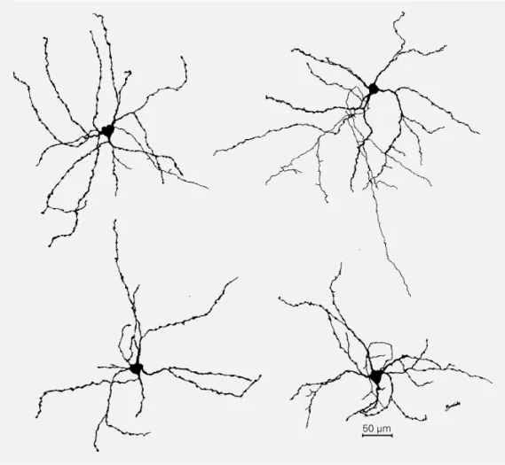 Figure 7 - Camera lucida draw- draw-ings of four representative white matter neurons obtained in a tangential section.