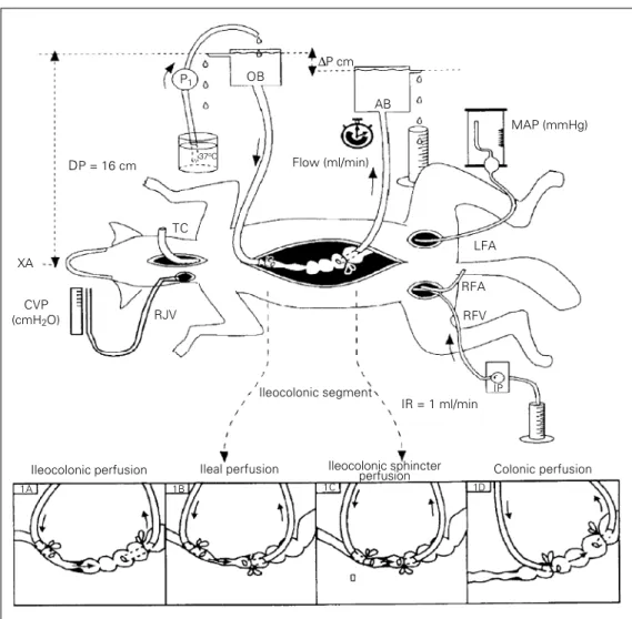Figure 1 - Schematic representa- representa-tion of the barostat system  uti-lized to perfuse the ileocolonic (1A), ileal (1B), ileocolonic sphincter (1C) and colonic (1D) portions of the gastrointestinal tract under constant pressure in anesthetized dogs