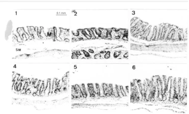 Figure 1 - Photomicrographs of the cecum mucosa from mature (1, 2 and 3) and aged (4, 5 and 6) rats fed a control diet (1 and 4) or diets enriched with oat bran (2 and 5) or wheat bran (3 and 6)