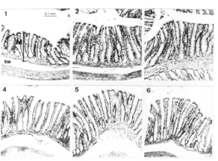 Figure 2 - Photomicrographs of the colon mucosa from mature (1, 2 and 3) and aged (4, 5 and 6) rats fed a control diet (1 and 4) or diets enriched with oat bran (2 and 5) or wheat bran (3 and 6)