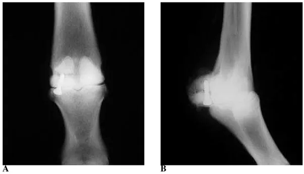 FIGURA 13:  Imagens radiográficas  de expulsão do parafuso do animal  03  do  grupo GII no D30