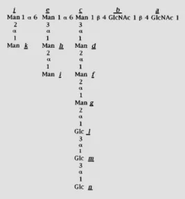 Figure 1 - Structure of oligosac- oligosac-charides. The structure is that of the oligosaccharide transferred to proteins in wild type  mamma-lian, plant and fungal cells