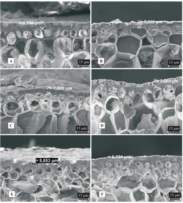 Figura 1. Eletromicrografias das secções transversais foliares de Ananas comosus var. erectifolius, que evidenciam o espessamento cuticular