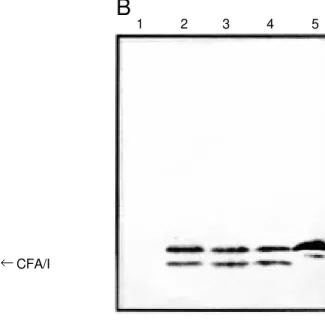 Figure 1 - Expression of the CFA/