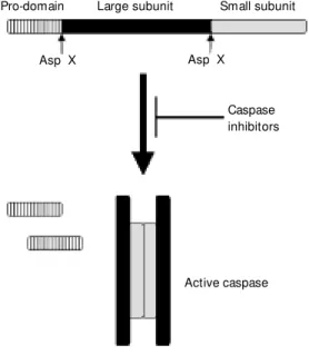 Figure 2 - Diagram of the basic structure of pro-caspases and a model for caspase activation.