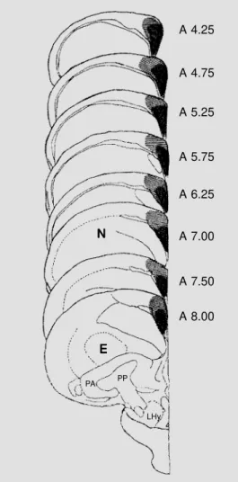 Figure 2 - Schematic representa- representa-tions of frontal secrepresenta-tions of the pigeon’ s brain according t o Karten and Hodos (15)