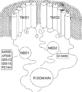 Figure 1 - Illustration of the pre- pre-dicted tw o-dimensional or  sec-ondary structure of the CFTR protein