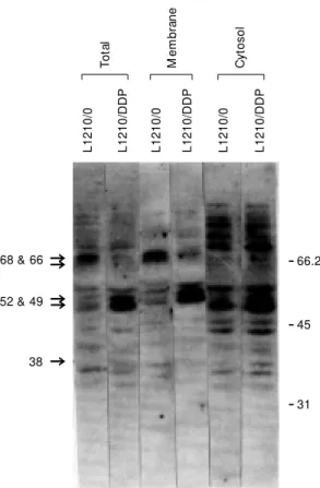 Figure 3 - Western blot anal- anal-ysis of cell lysates,  mem-branes and cytosolic  frac-t ions f rom  L1210/0 and L1210/DDP cells using an antibody to phosphotyrosine.