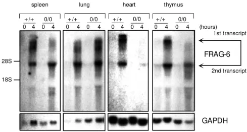 Figure 1 - In vivo induction of FRAG- FRAG-6, a new  mouse interferon  stimulat-ed gene identifistimulat-ed by DDRT-PCR.
