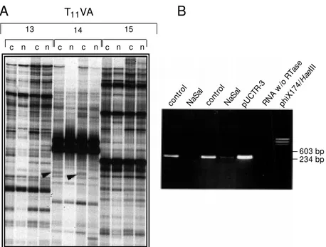 Figure 2 - DDRT-PCR analysis and identification of a sodium salicylate (NaSal)-inhibited gene