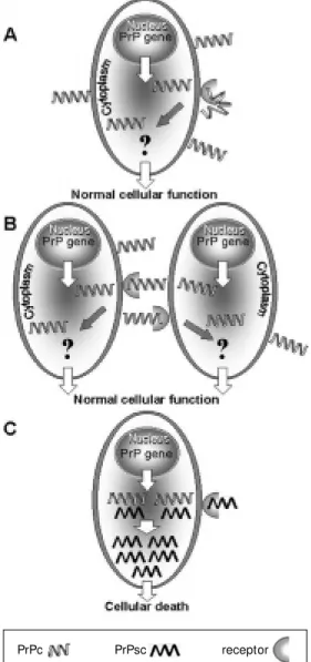 Figure 1 - Proposed mechanism of action for PrPc/PrPsc  recep-tor in the normal (A and B) and infectious processes (C)