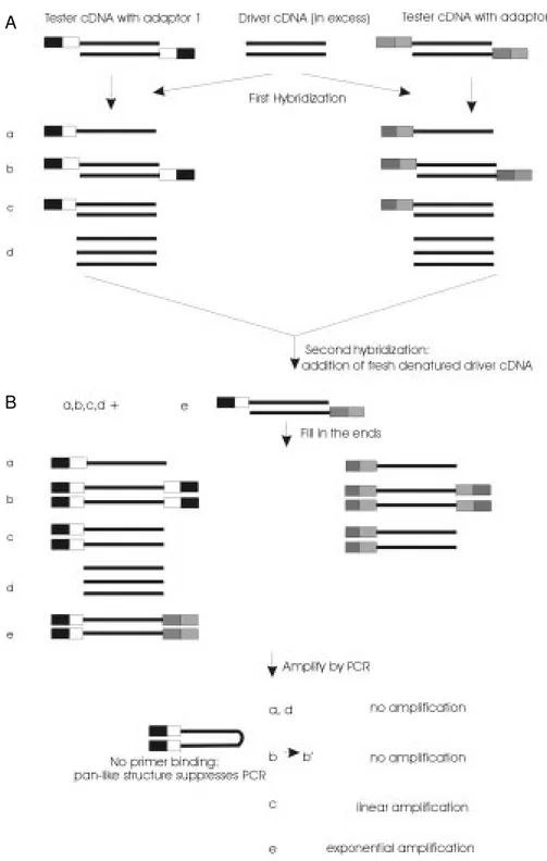 Figure 1 - Schematic diagram of the cDNA subtraction procedure using the PCR suppression  ef-fect (18)